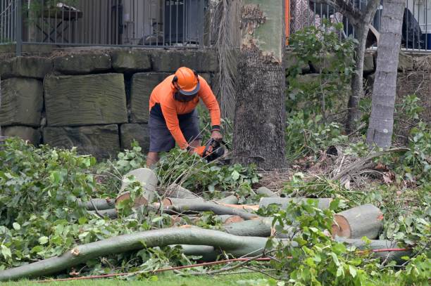 Reliable Garden City Park, NY Tree Removal Solutions