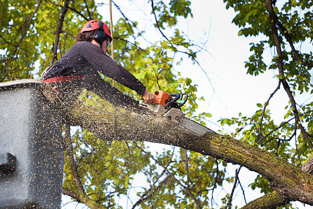 Best Lawn Irrigation Installation and Maintenance  in Garden City Park, NY